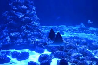 Nowy mieszkaniec zoo w Warszawie