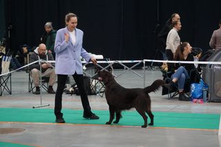 Psie piękności opanowały Bydgoszcz! Za nami Międzynarodowa Wystawa Psów Rasowych