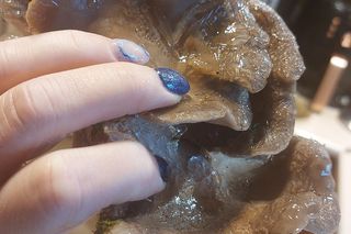 Grzybobranie w zimie w Lubuskiem