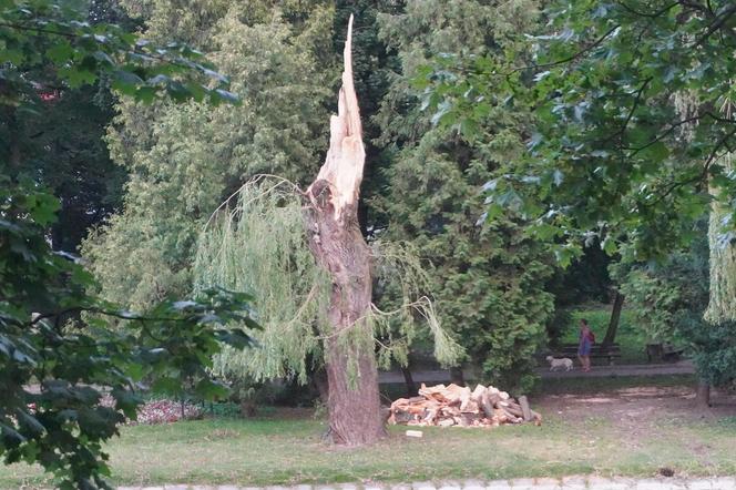 Połamane drzewa w Parku Miejskim w Kielcach po nawałnicy