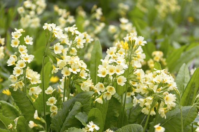 Pierwiosnek lekarski (Primula officinalis, syn. Primula veris)