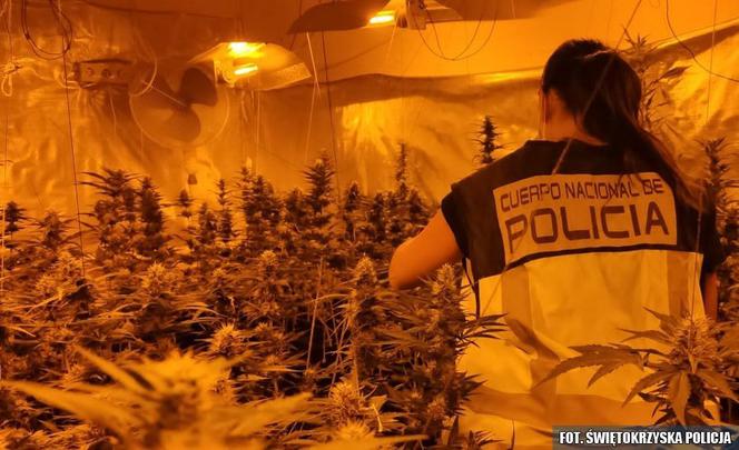 Plantacje zlikwidowane przez policję