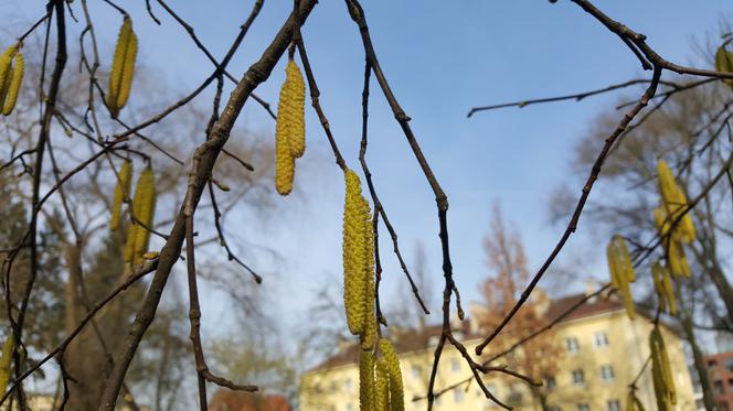 Natura budzi się do życia! W Ogrodzie Botanicznym UKW czuć już wiosnę! [ZDJĘCIA]