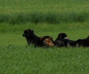 W gminie Mielec grasuje sfora niebezpiecznych psów. Atakują nie tylko sarny