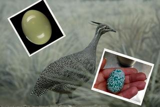 Te ptaki znoszą pisanki! Zobacz kolorowe jaja kusaczy i kukułek! [WIDEO, ZDJĘCIA]