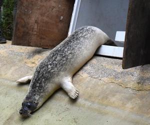 Foki pospolite w płockim zoo