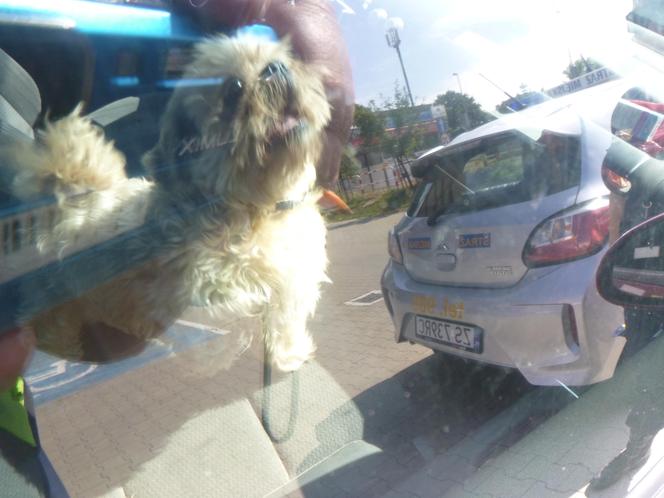 Mały shih tzu uwięziony w rozgrzanym aucie. Właścicielka wpadła w rozpacz