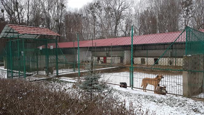 Co dalej z Toruńskim Schroniskiem dla Bezdomnych Zwierząt?