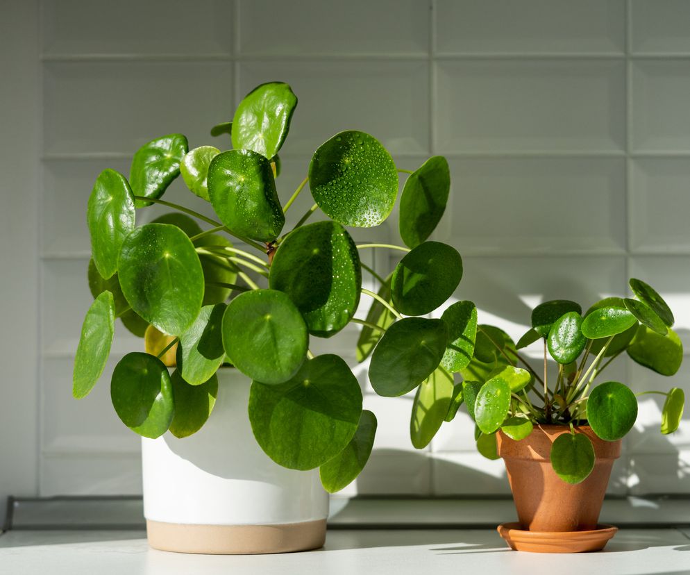 Pilea peperomioides