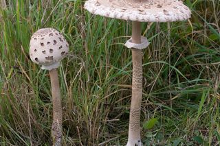 Grzyby w kujawsko-pomorskim