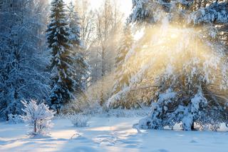 22 grudnia - pierwszy dzień astronomicznej zimy - ogród może być piękny także teraz!