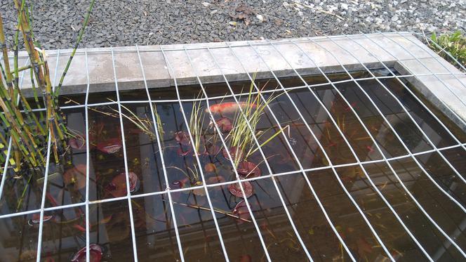 Rybka spadła z nieba