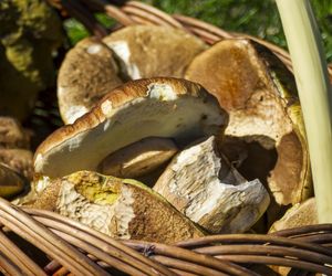 Grzyby-giganty w Małopolsce. AI analizuje i podpowiada, gdzie znaleźć rekordowe okazy