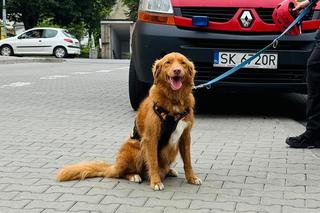 Nowe fakty w sprawie śmierci 15-letniej Marceliny z Orzesza. Prokuratura wszczęła śledztwo