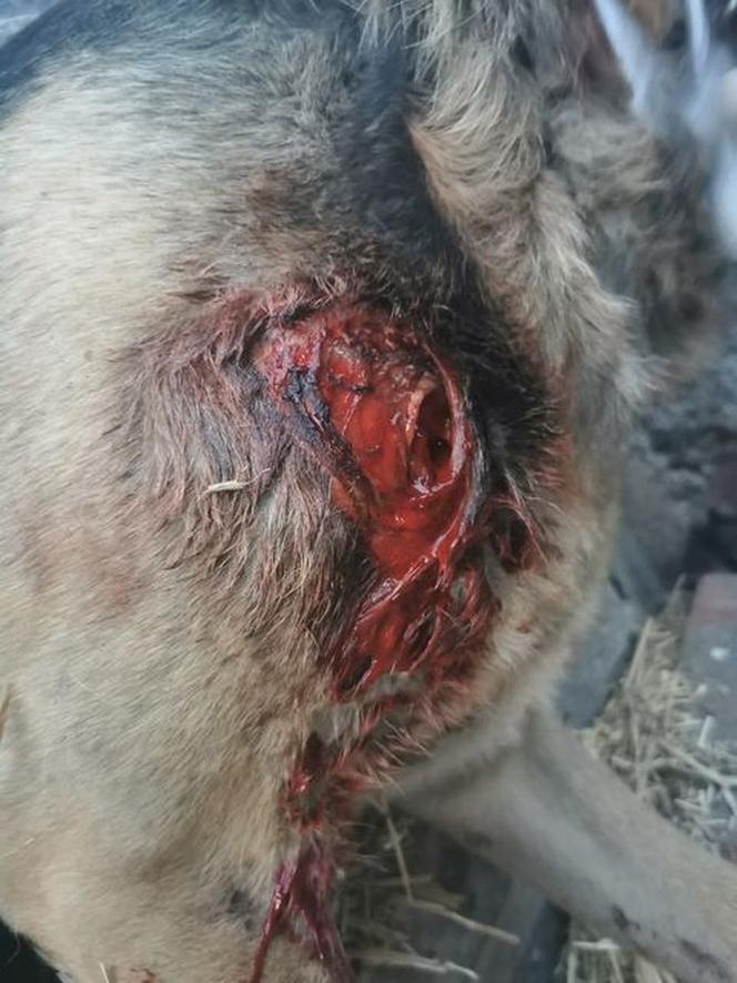 Świdnica: Sołtyska wsi Wirki przywiązała psa do samochodu i ciągnęła go po drodze 