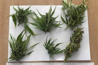 Plantacja konopi w powiecie Ostródzkim