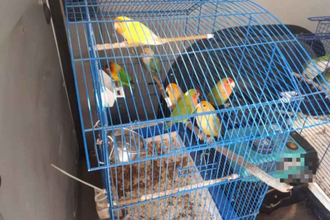 Złodzieje ukradli 16 papug
