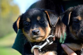 Przygarnij szczeniaczki