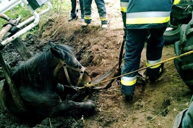 Strażacy URATOWALI konia tonącego w bagnie