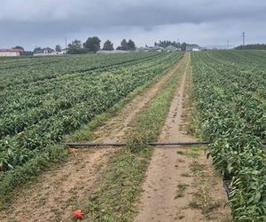 Rolnik rozdają paprykę za darmo! Ceny na skupie to dramat