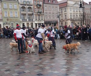 Golden Retriever WOŚP w Poznaniu