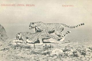 Niezwykłe pocztówki z wrocławskiego zoo. Pamiętają czasy Breslau! [ZDJĘCIA] 