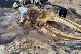 Ciało wieloryba ze Świnoujścia zostało zutylizowane, a jego szkielet trafi do muzeum