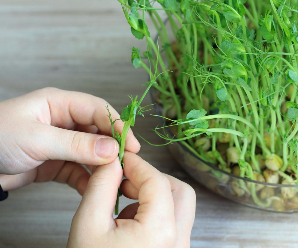Dla odporności, smukłej sylwetki i zdrowia serca. Te zielone pędy to prawdziwa kopalnia witamin i minerałów