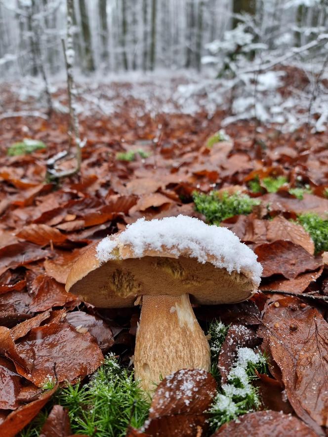 Listopadowe grzyby w świętokrzyskich lasach 