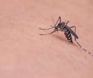 Komary atakują! Jak się przed nimi chronić? Radzi dermatolog!