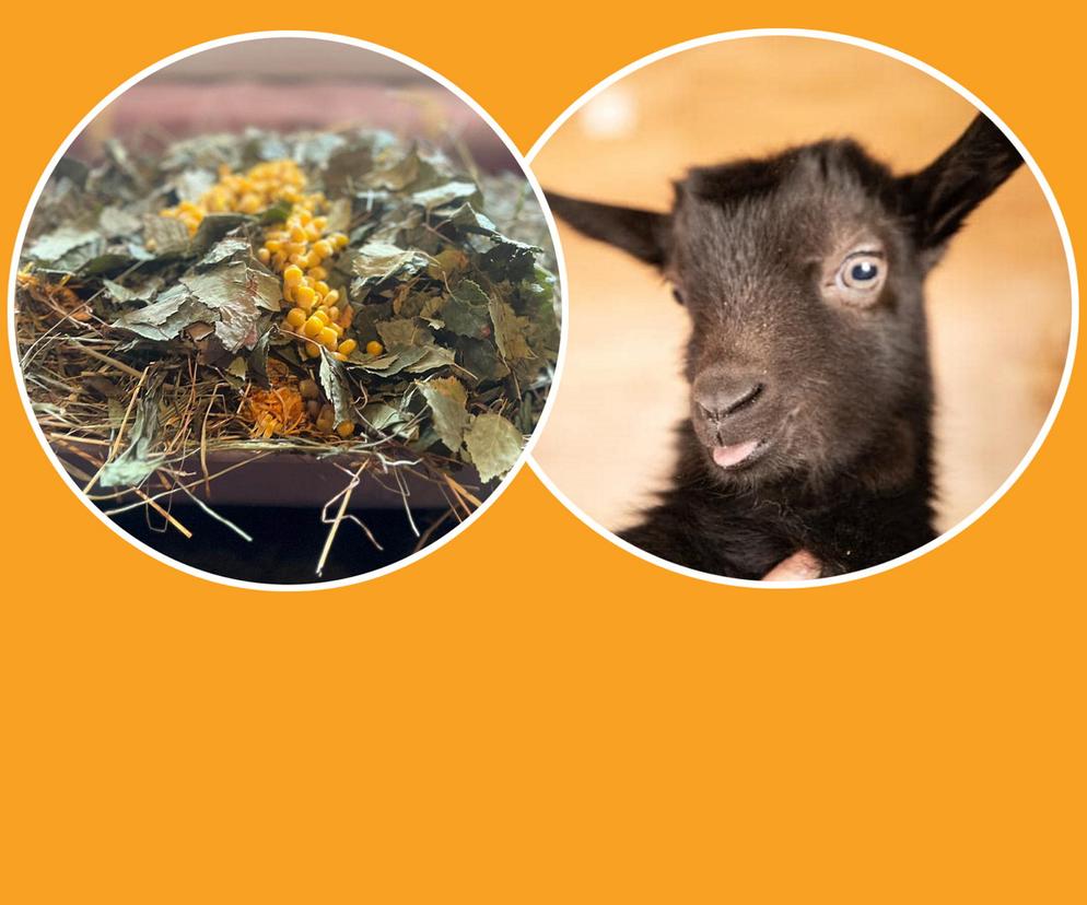 Pierwsze urodziny małego Stefanka