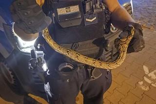 Pyton ze Stalowej Woli schwytany 