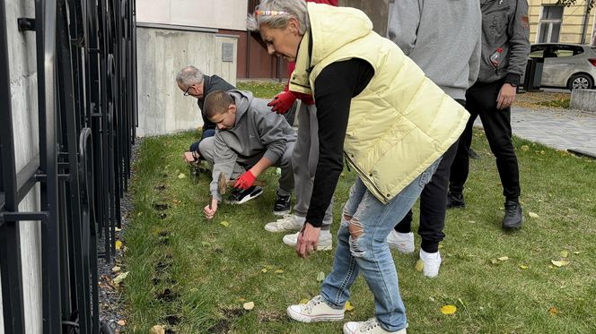 Uczniowie sadzili żonkile przy skwerze pamięci