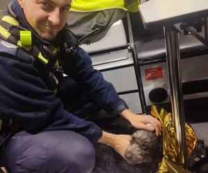 Kołobrzescy policjanci uratowali rannego psa. Trwają poszukiwania właściciela