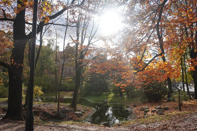 Park Wilsona jesienią