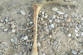 Nad Sołą w Oświęcimiu znaleziono ludzkie kości
