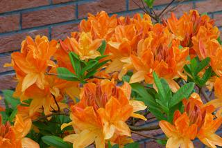 Azalia wielkokwiatowa - Rhododendron