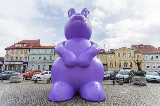 Zając Starego Browaru widziany w Grodzisku Wielkopolskim