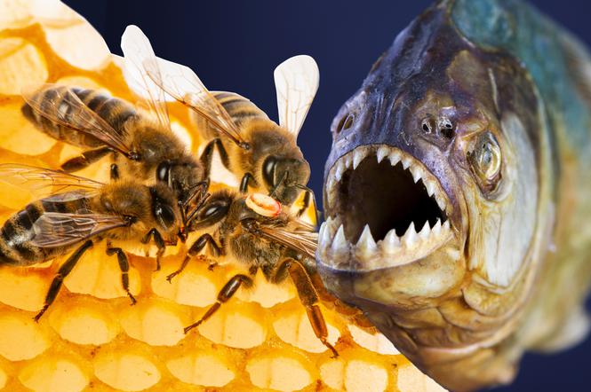 Szok! Ratował się przed rojem pszczół, piranie dosłownie zjadły mu twarz!