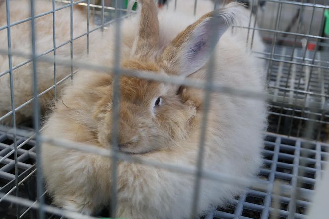 ZooPark ponownie przyciągnął do Targów Lublin tłumy miłośników zwierząt