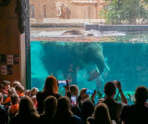 Wielkie majówkowe emocje. Co zaoferuje Orientarium, Aquapark Fala i Atlas Arena?