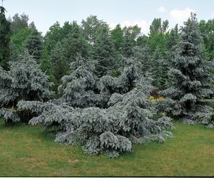 Ogród Botaniczny w Powsinie