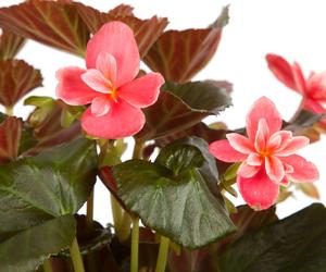 Begonia zimowa