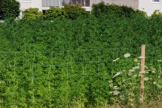 Na słynnej lubelskiej plantacji jest już zielono