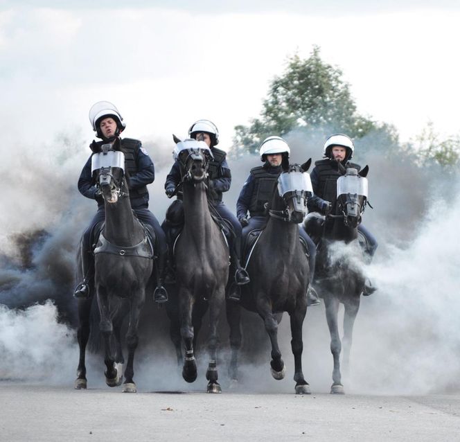Policyjne konie zdały egzamin!