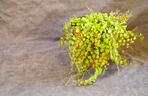 Peperomia prostrata