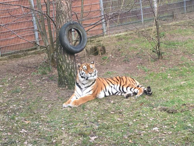 Sprawdziliśmy, jak tygrysica z Myślęcinka radzi sobie po śmierci Altaja. Dyrektorka ogrodu: są nadzieje na potomstwo