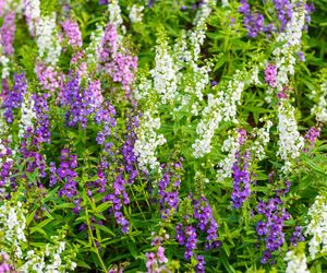 Angelonia