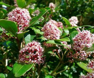 Skimia japońska 'Rubella'