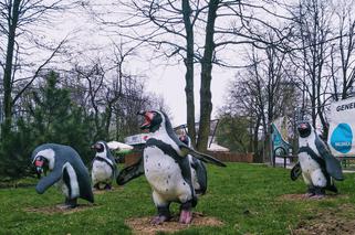 Chorzów: Po 42 latach do Śląskiego Ogrodu Zoologicznego wracają pingwiny! [ZDJĘCIA, AUDIO]